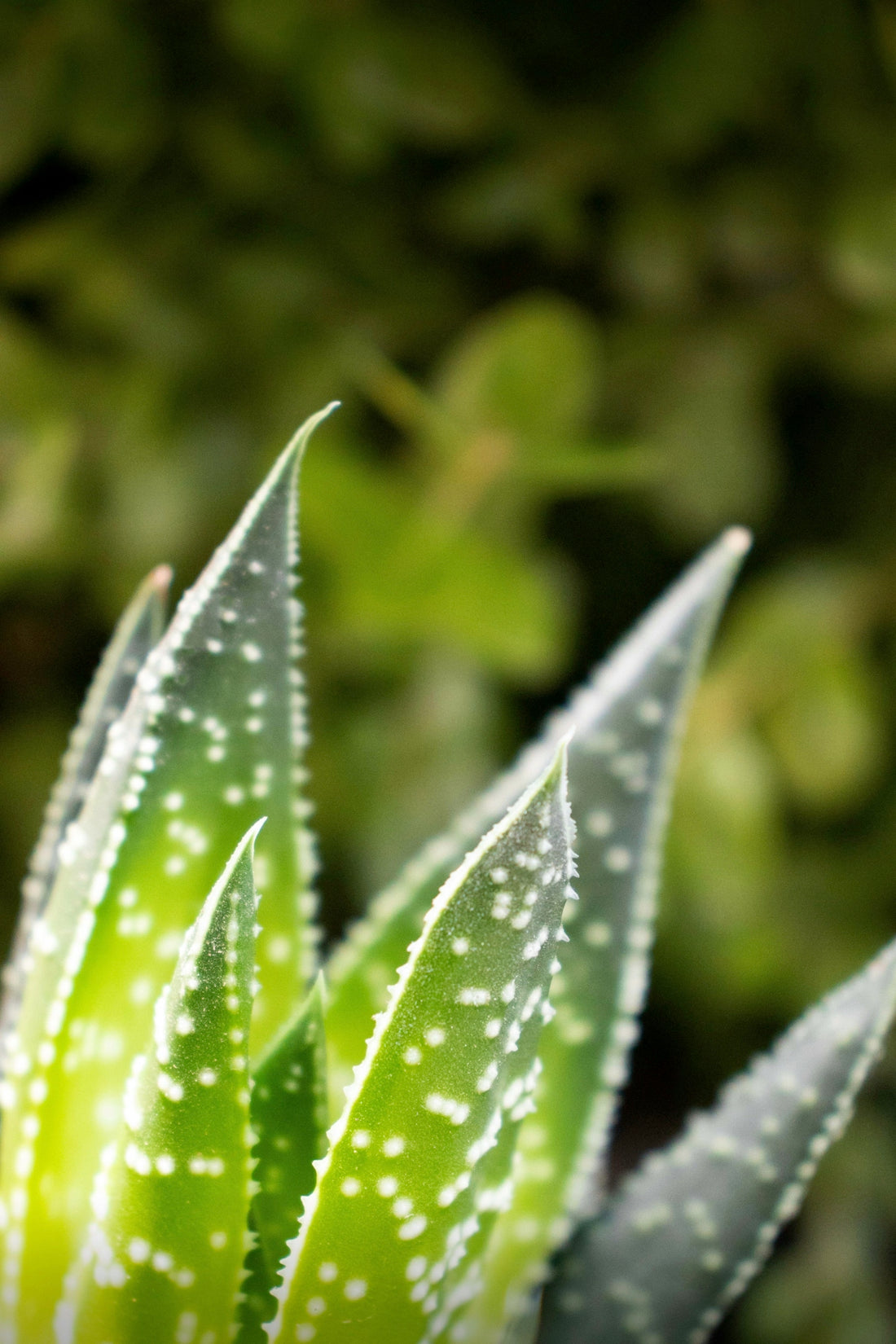 macro photo of aloe vera plant