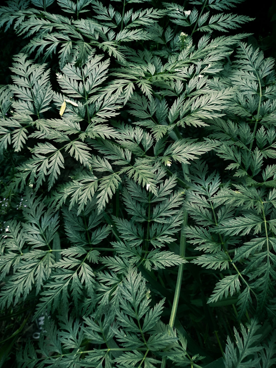 yellow flowers on green leaves
