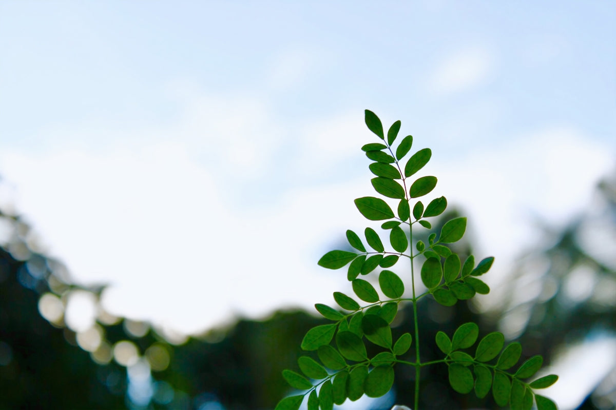green leaves under white sky during daytime