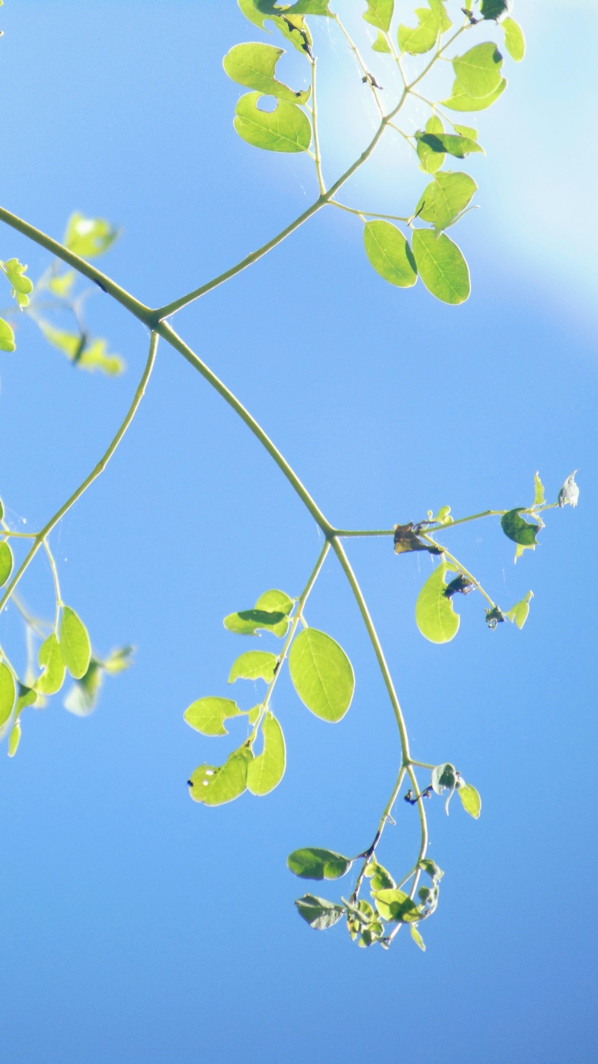 green leaves under blue sky during daytime