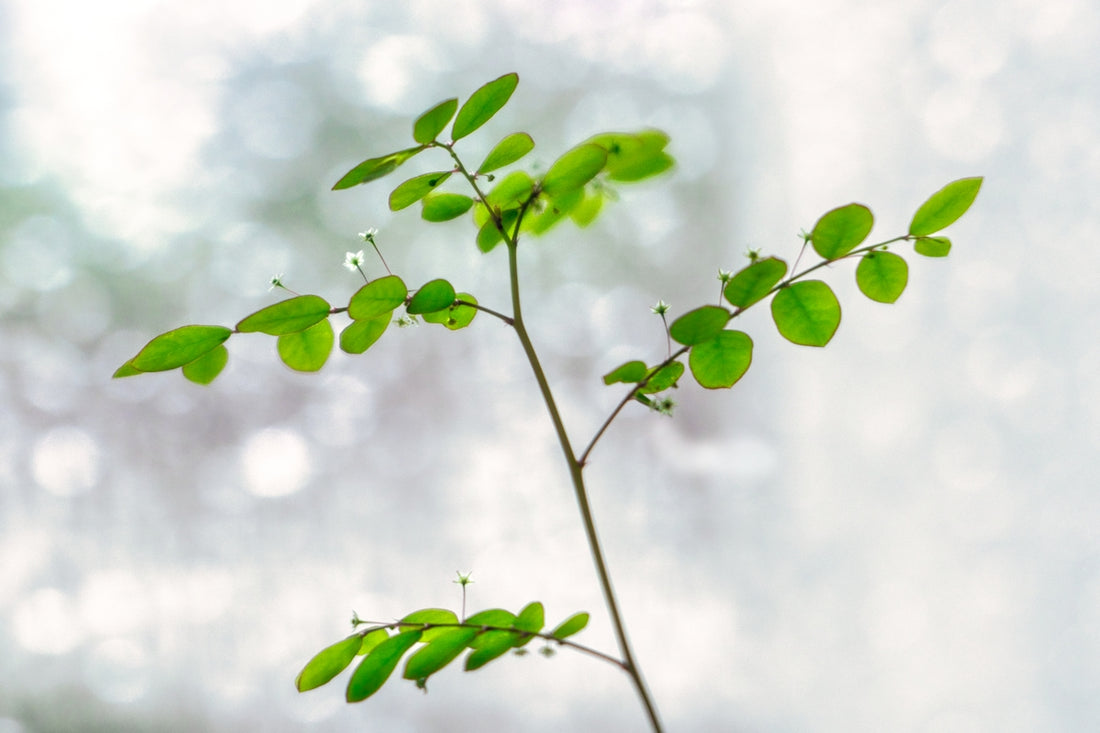 a plant with green leaves on a blurry background