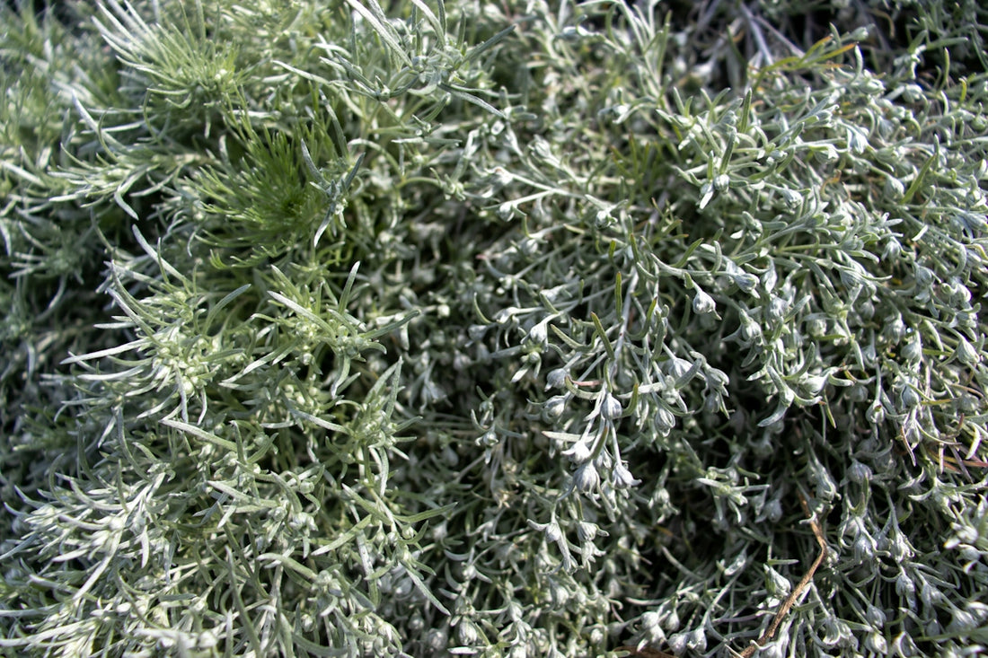a close up of a plant with lots of green leaves