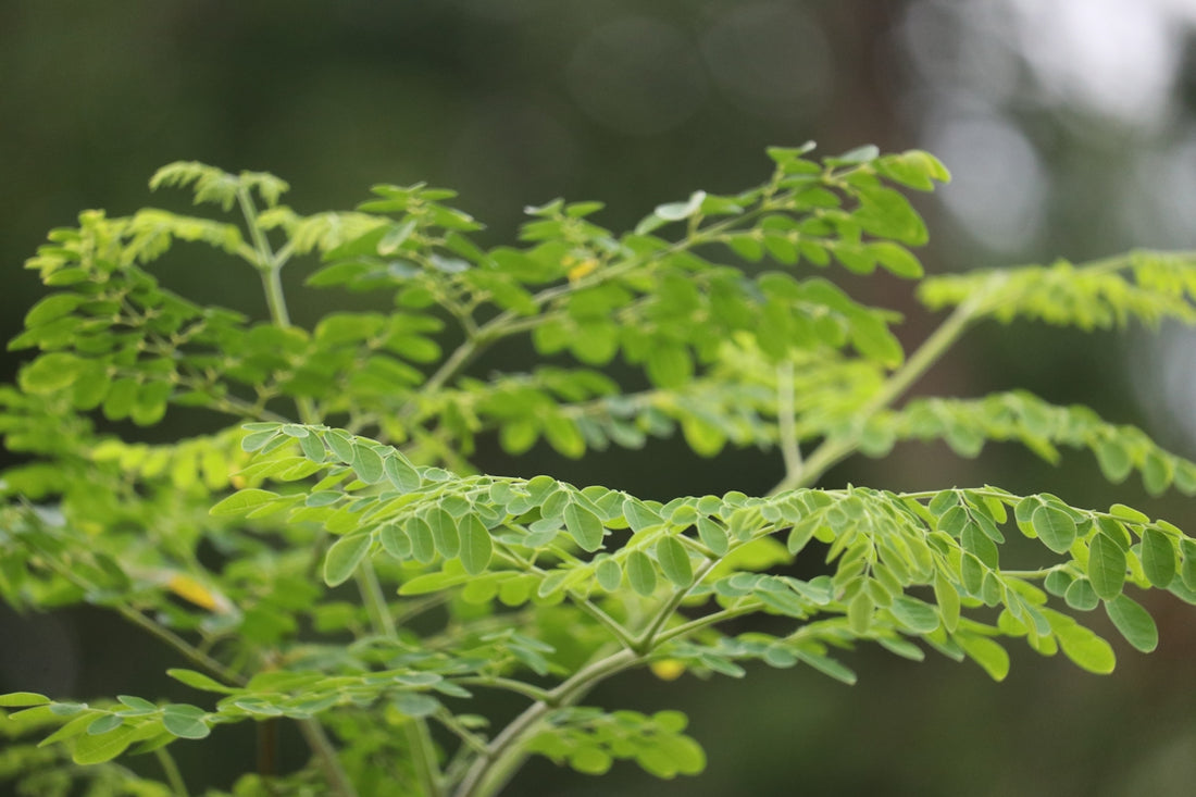 close-up of a green plant