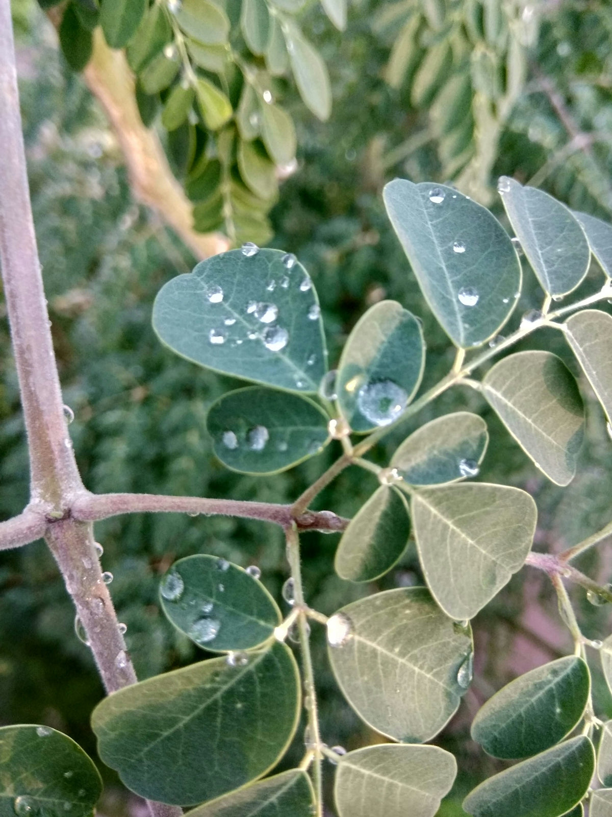 a close up of a plant
