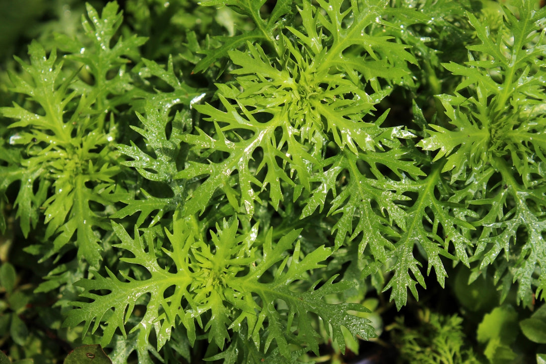 a close up of a green plant with water droplets on it