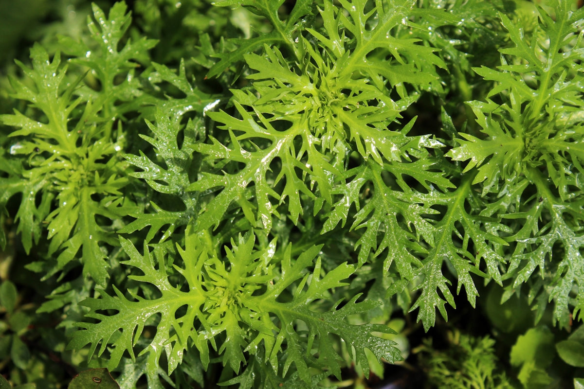 a close up of a green plant with water droplets on it