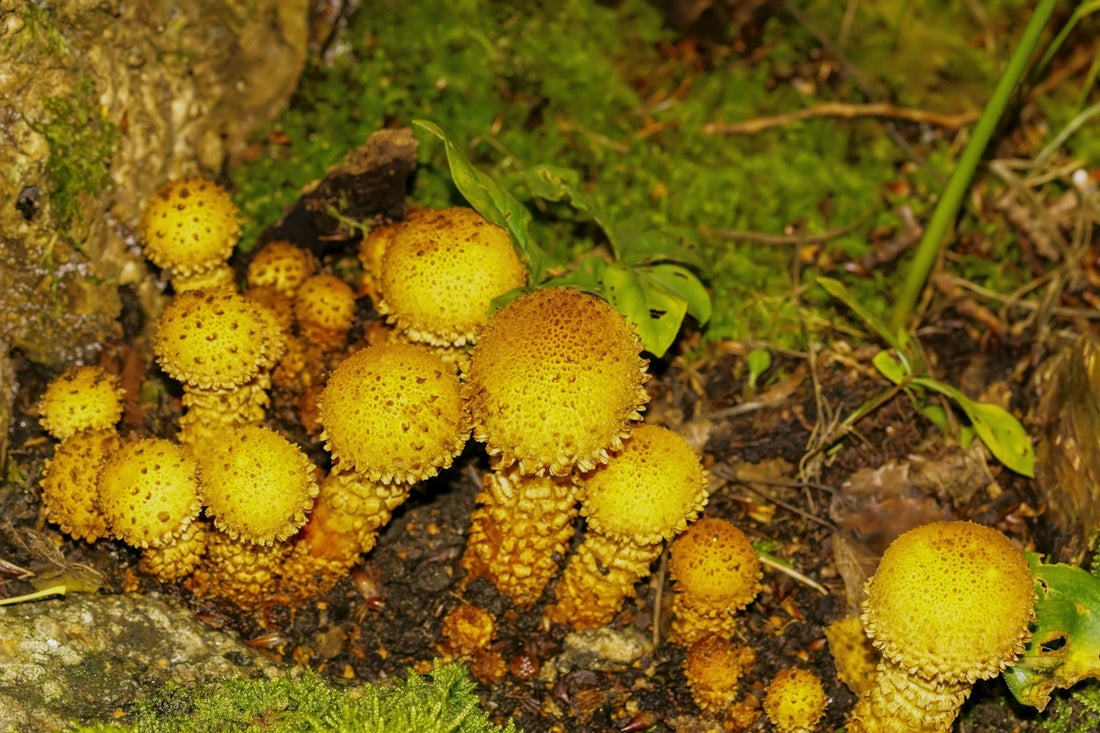 a group of yellow mushrooms growing on the ground