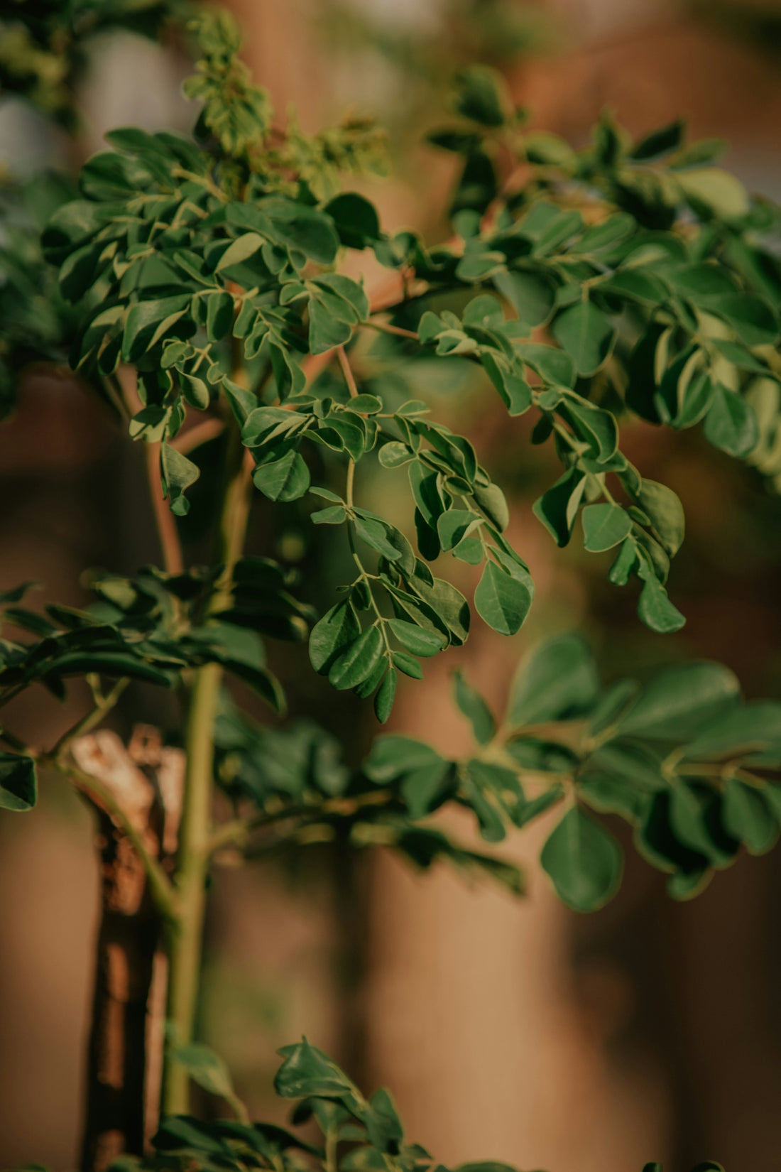 a close up of a plant with green leaves