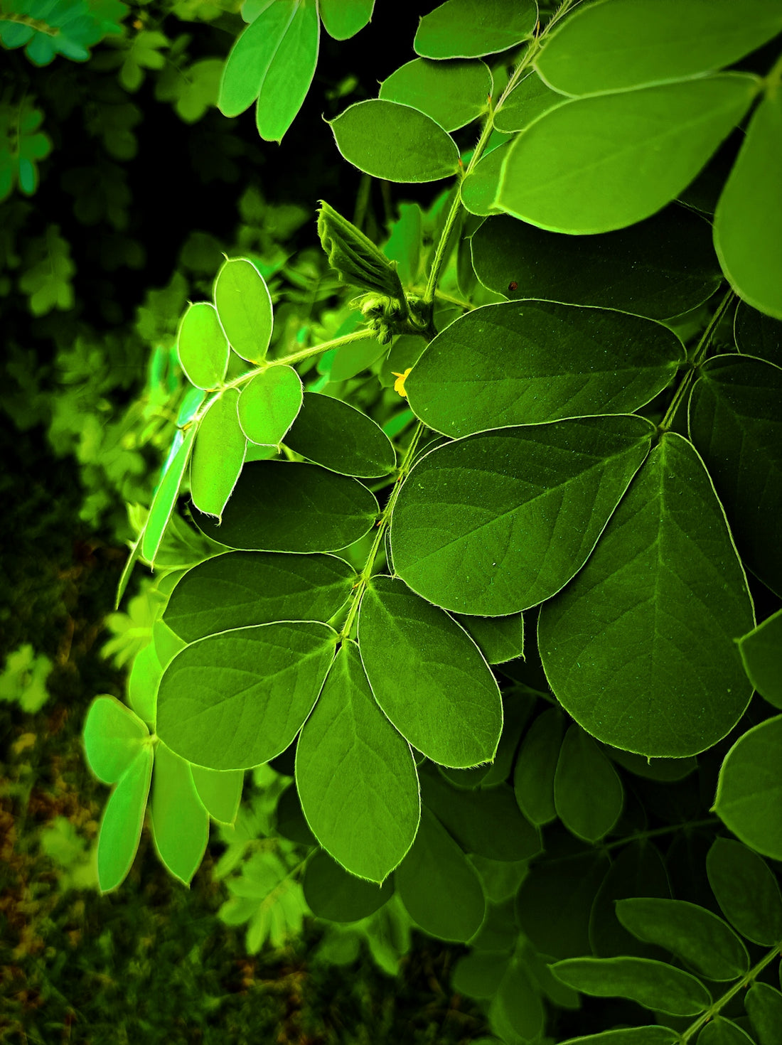 a close up of a green plant with leaves