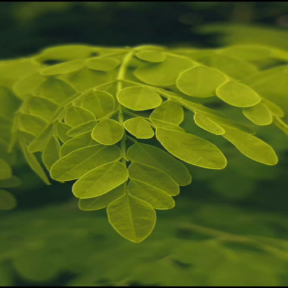 A close up of a green plant with lots of leaves
