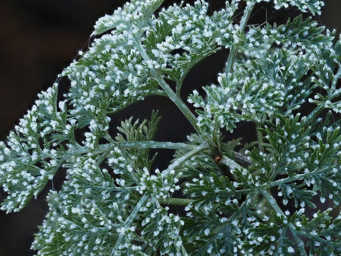 A close up of a plant with white flowers