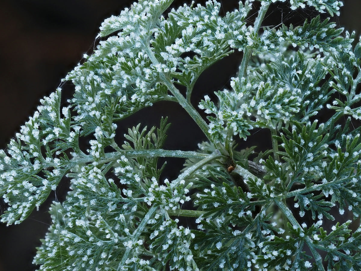 A close up of a plant with white flowers