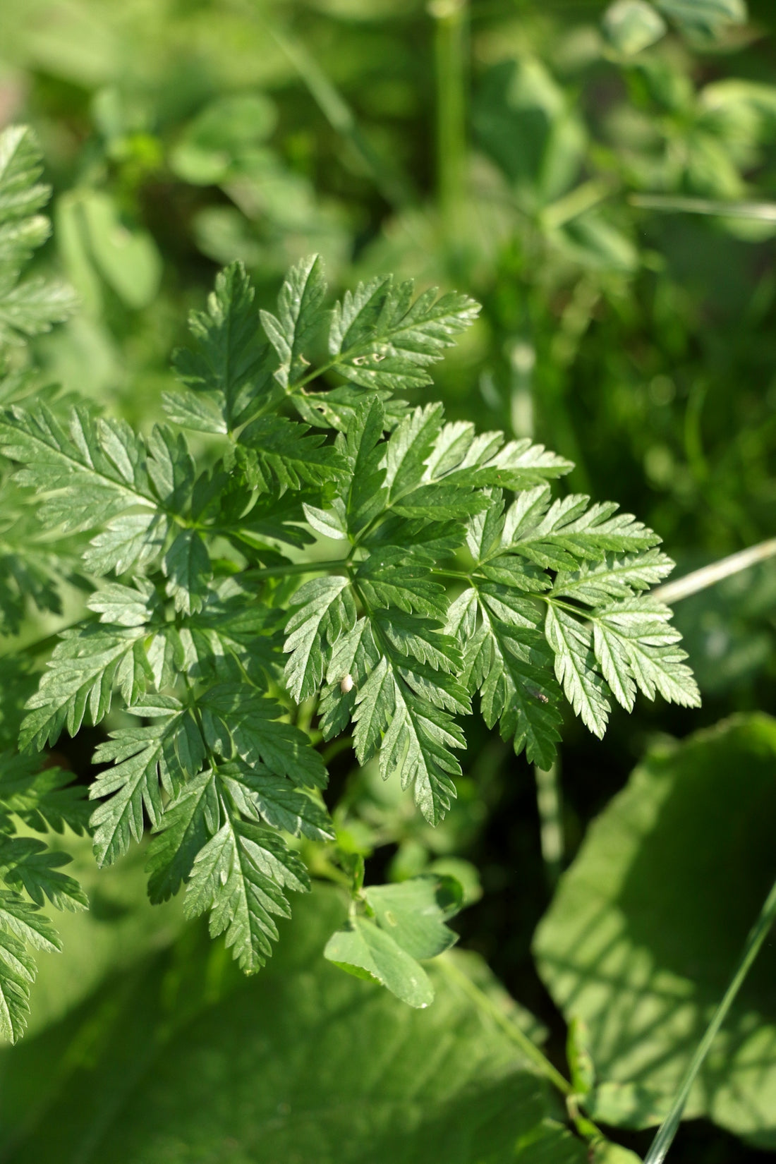A close up of a green plant with leaves