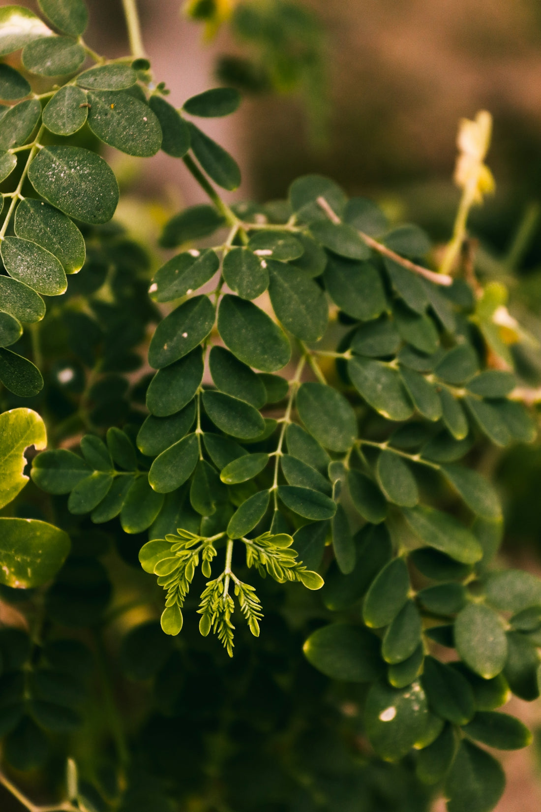 A close up of a plant with green leaves