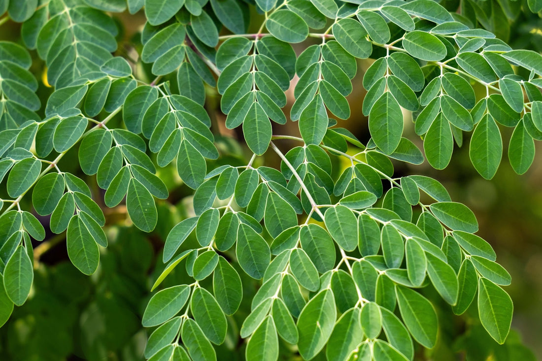 Close-up of vibrant green moringa leaves on branches