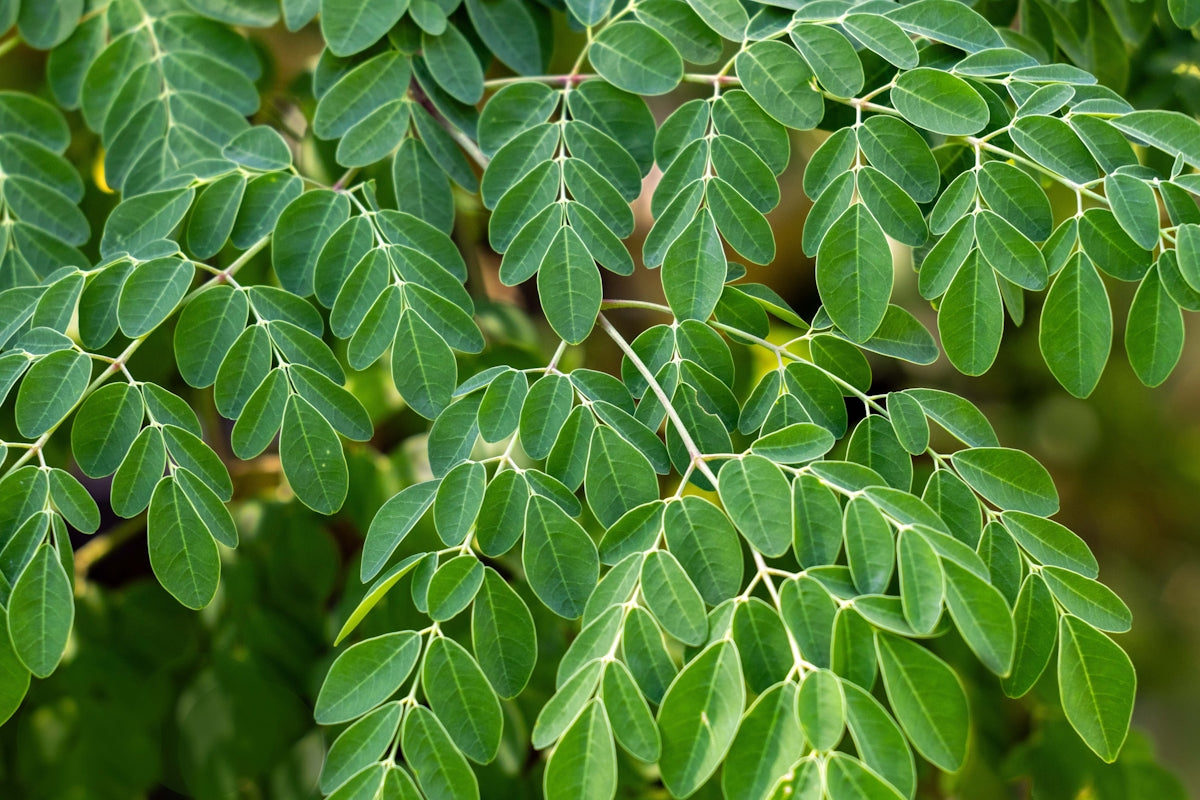 Close-up of vibrant green moringa leaves on branches
