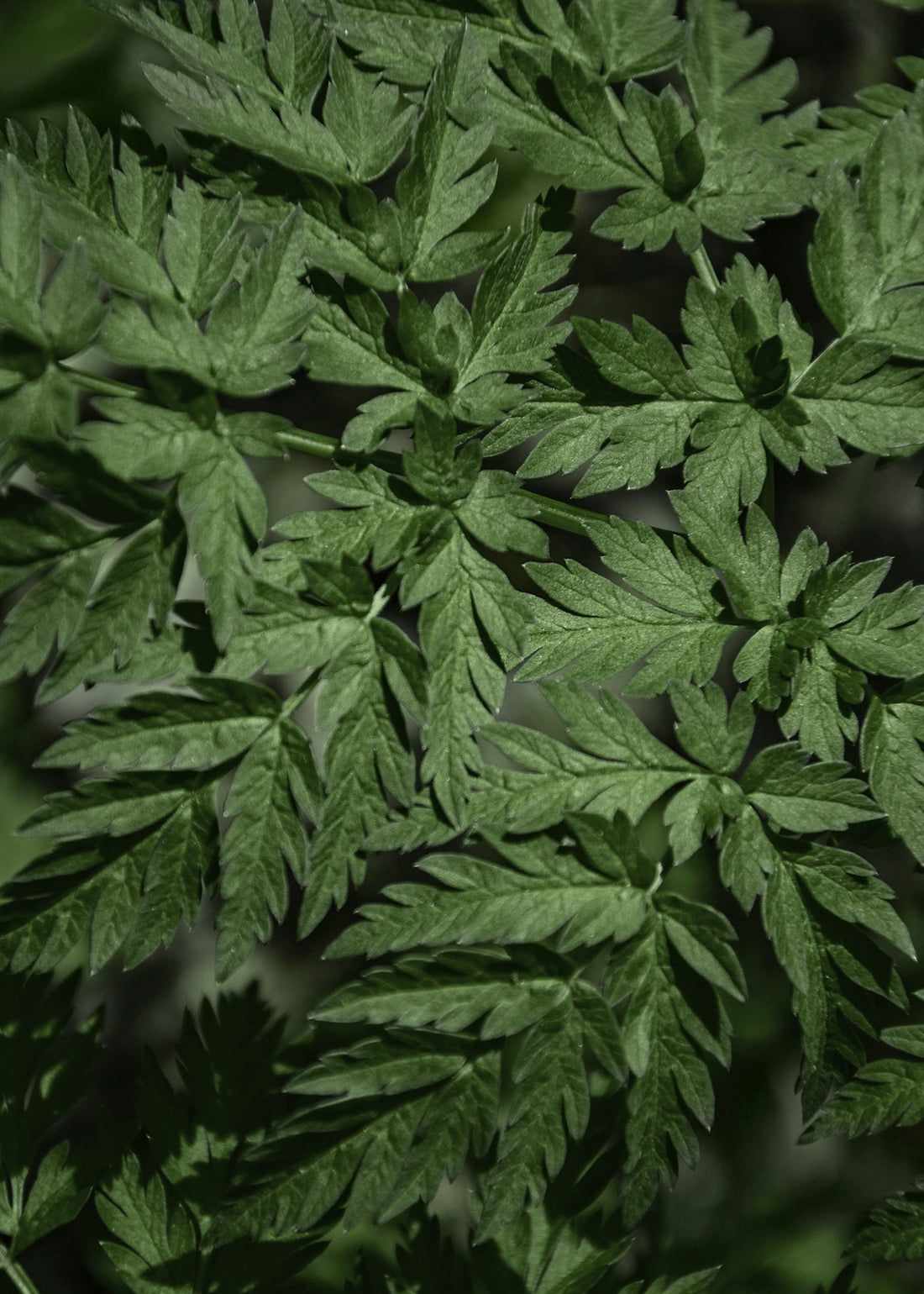 Dark green fern leaves with intricate patterns.