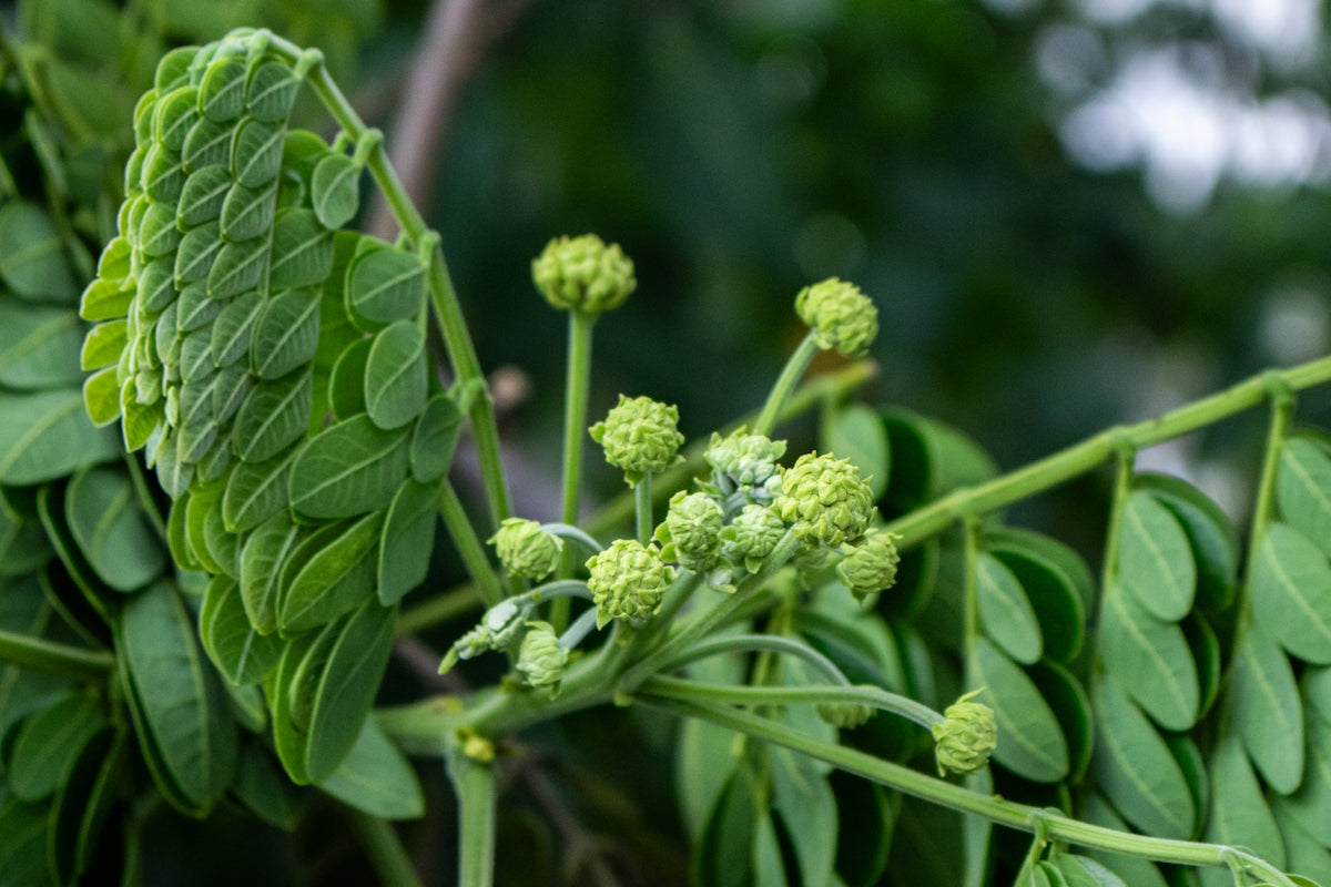 Green leaves and developing flower buds on a tree branch.