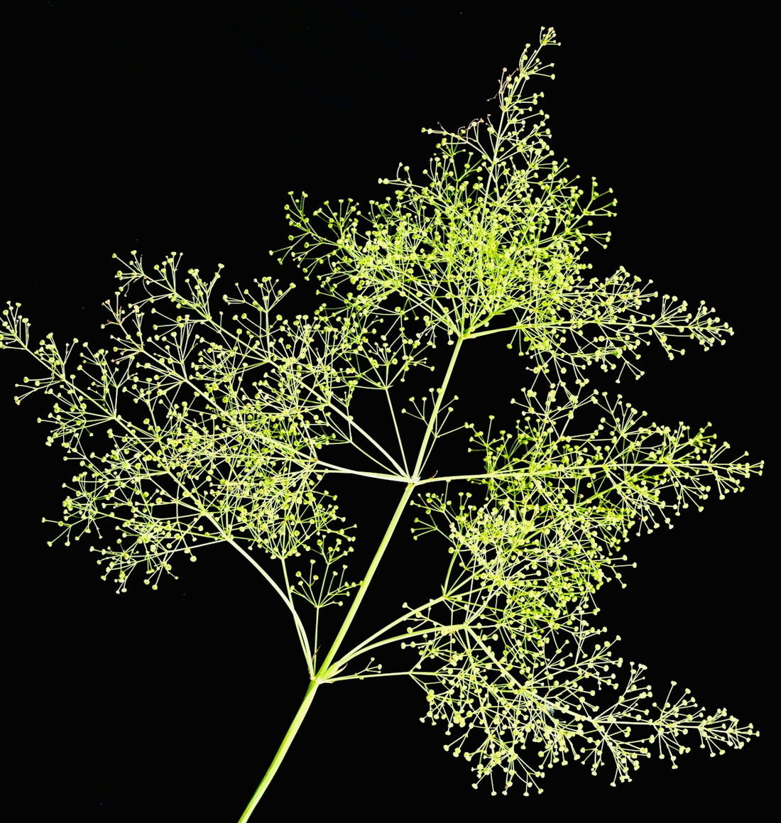 A delicate green plant stem with tiny branching flower buds against a black background
