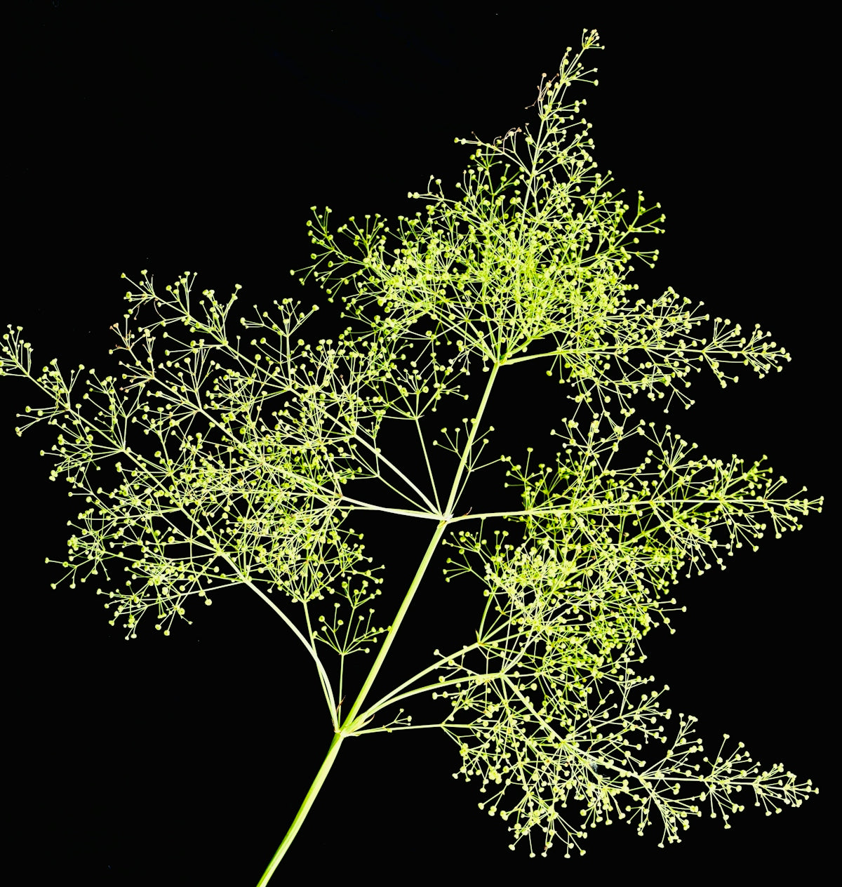 A delicate green plant stem with tiny branching flower buds against a black background